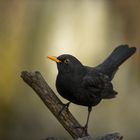 Amsel