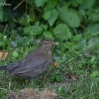 Amsel