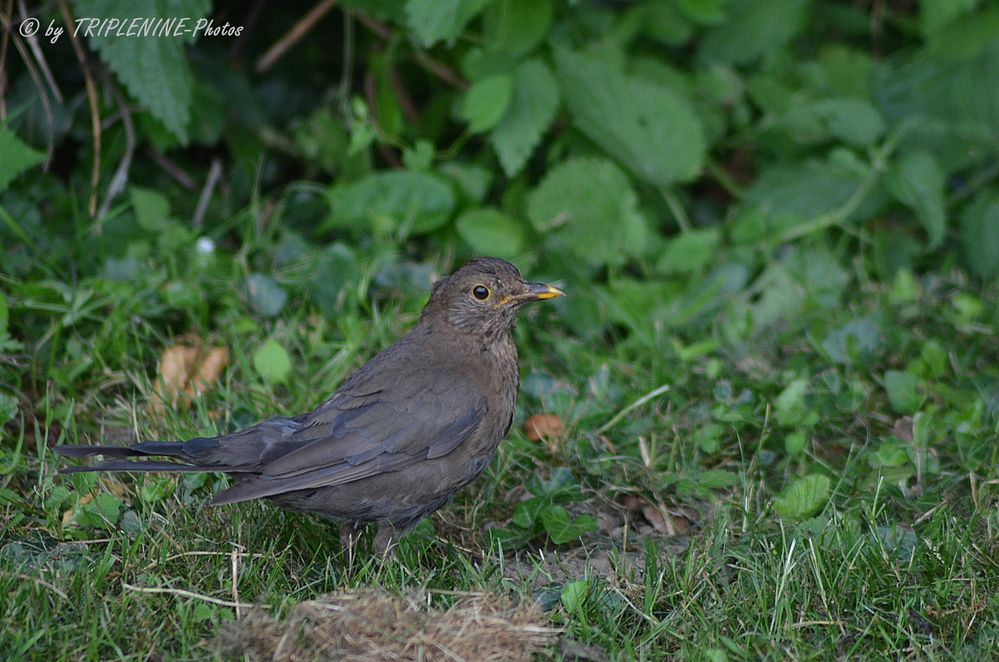 Amsel