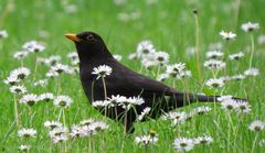 Amsel