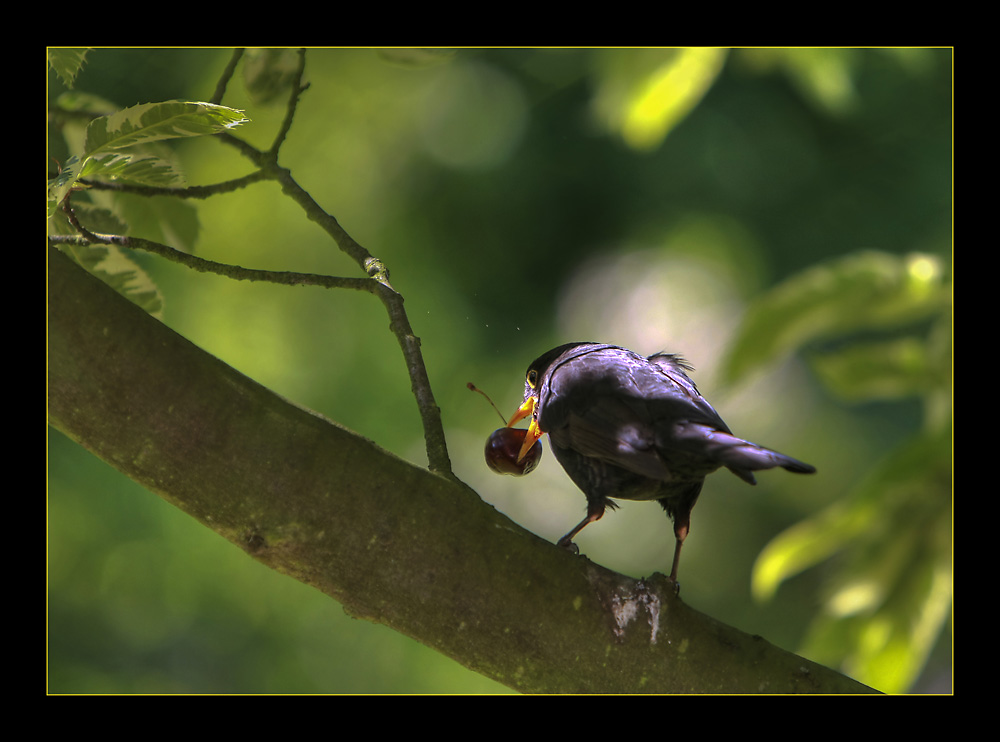 Amsel