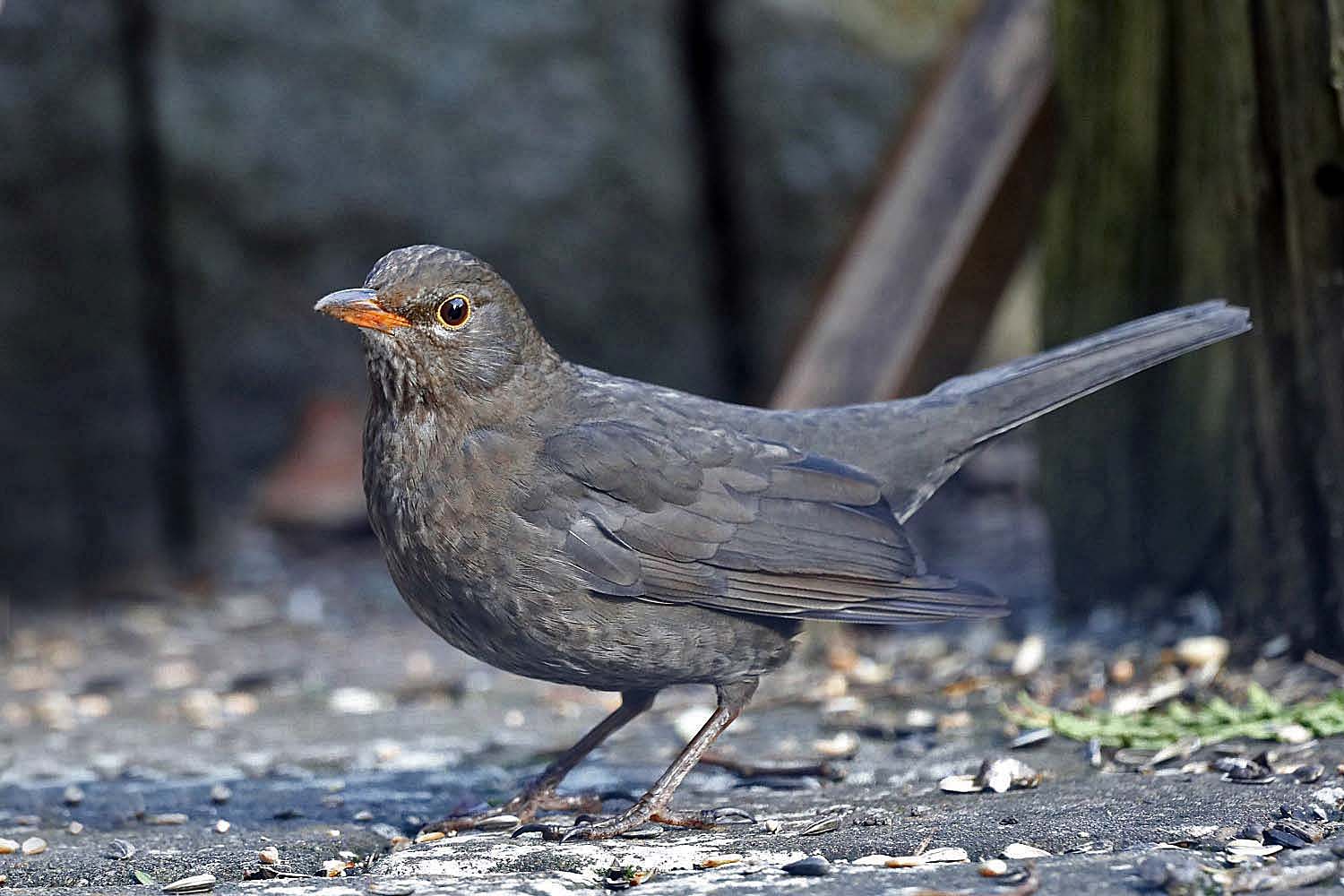 Amsel