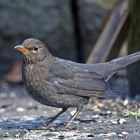 Amsel