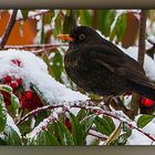 AMSEL