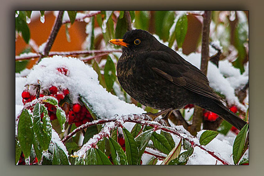 AMSEL