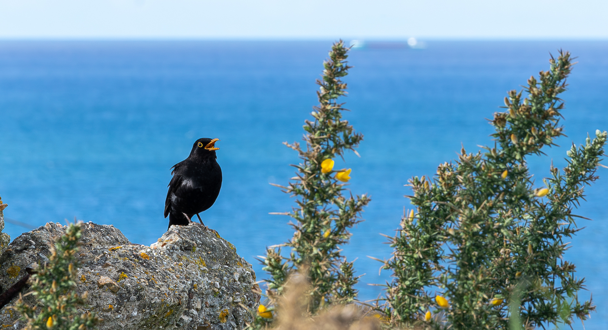 Amsel