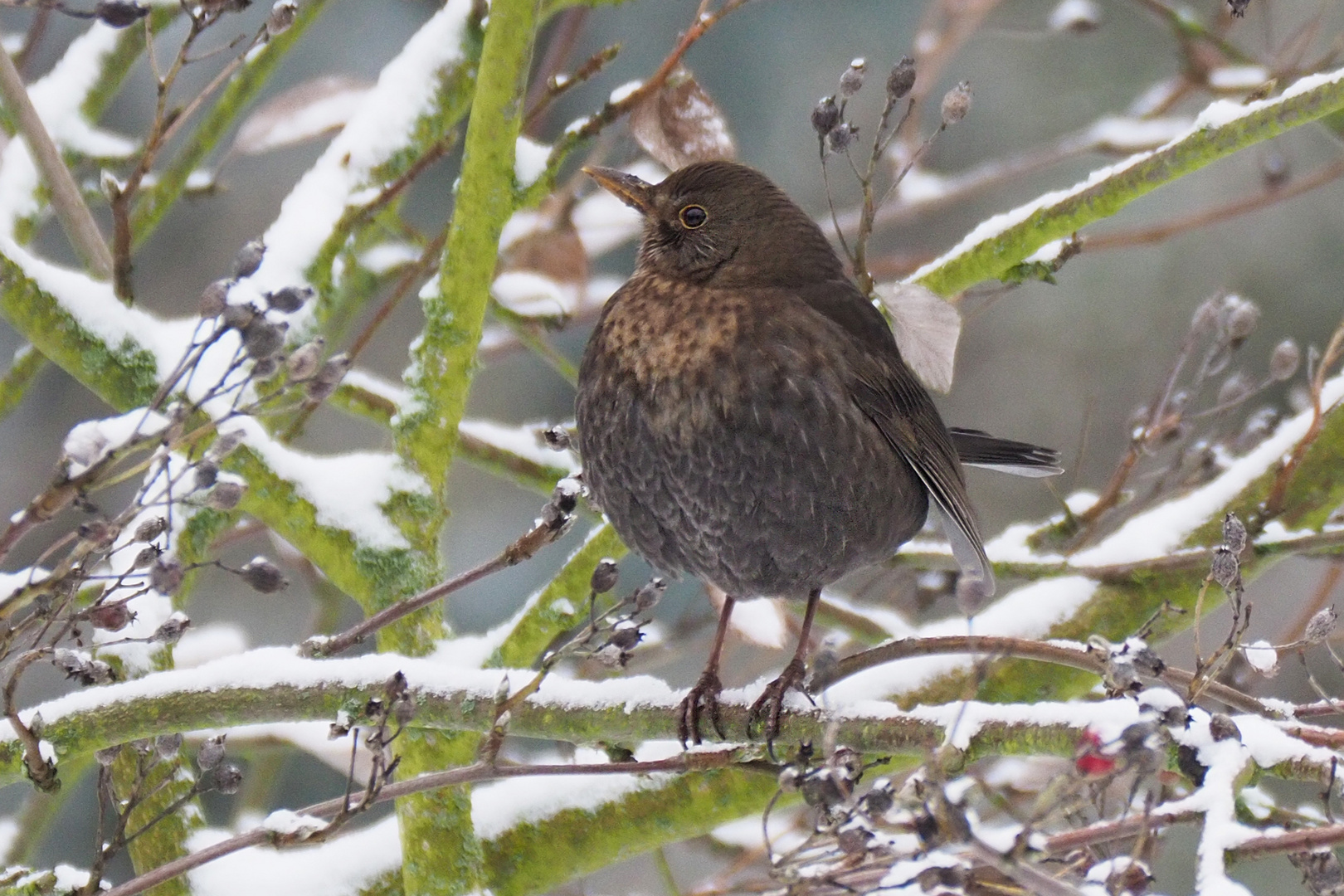 Amsel