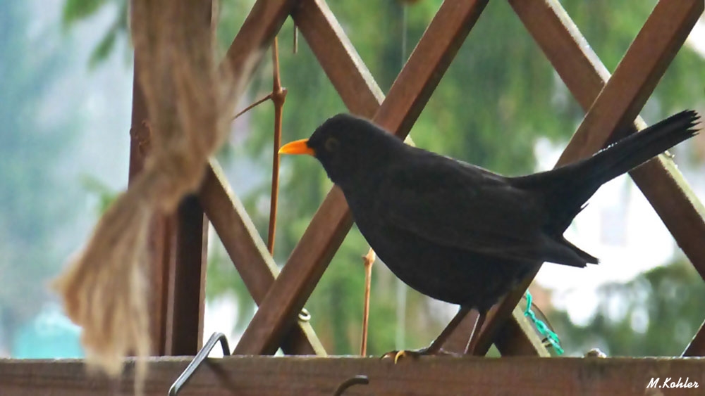 Amsel