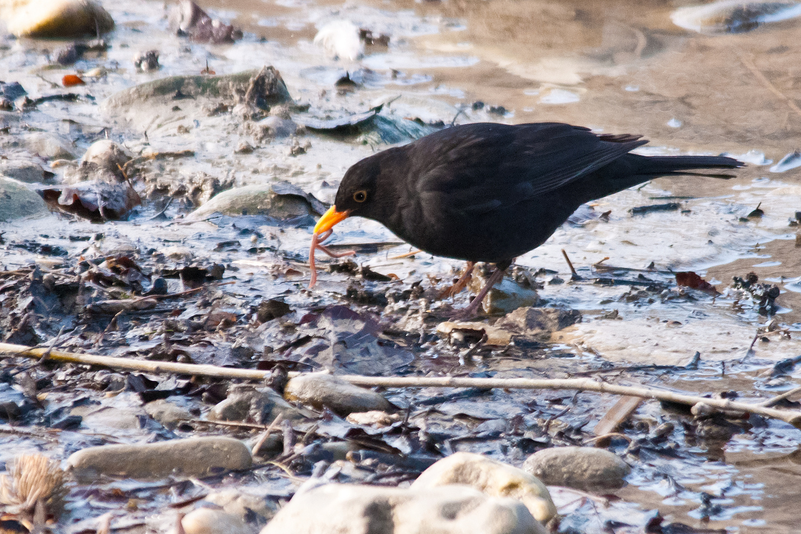 Amsel