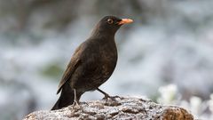 amsel