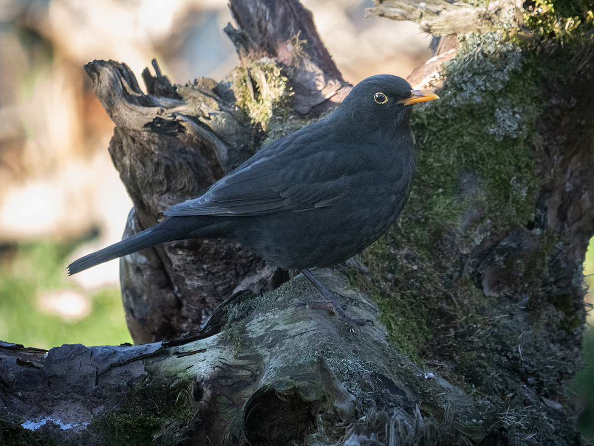 Amsel