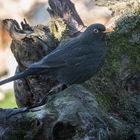 Amsel