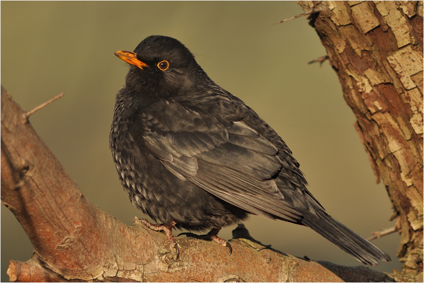 Amsel 