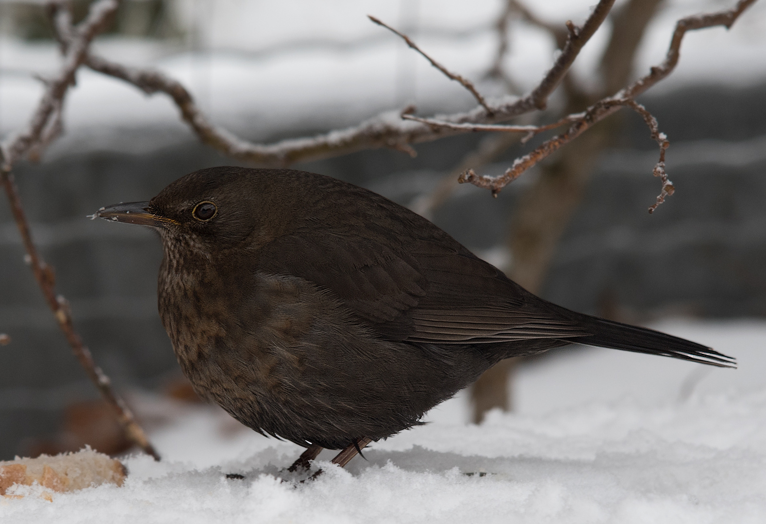 Amsel