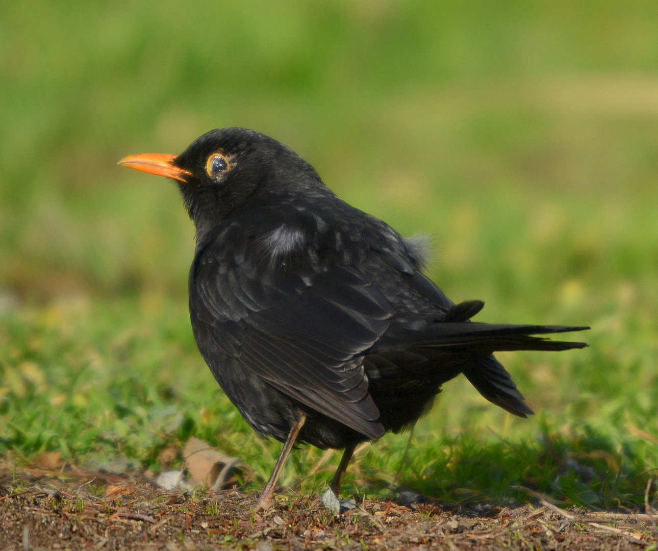 amsel Foto & Bild tiere, wildlife, wild lebende vögel Bilder auf