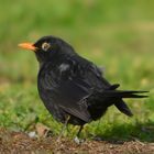 amsel 