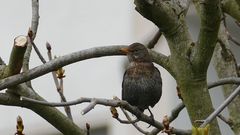 Amsel