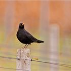 Amsel