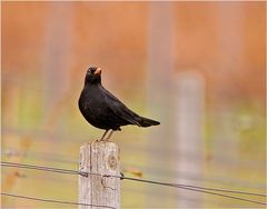 Amsel