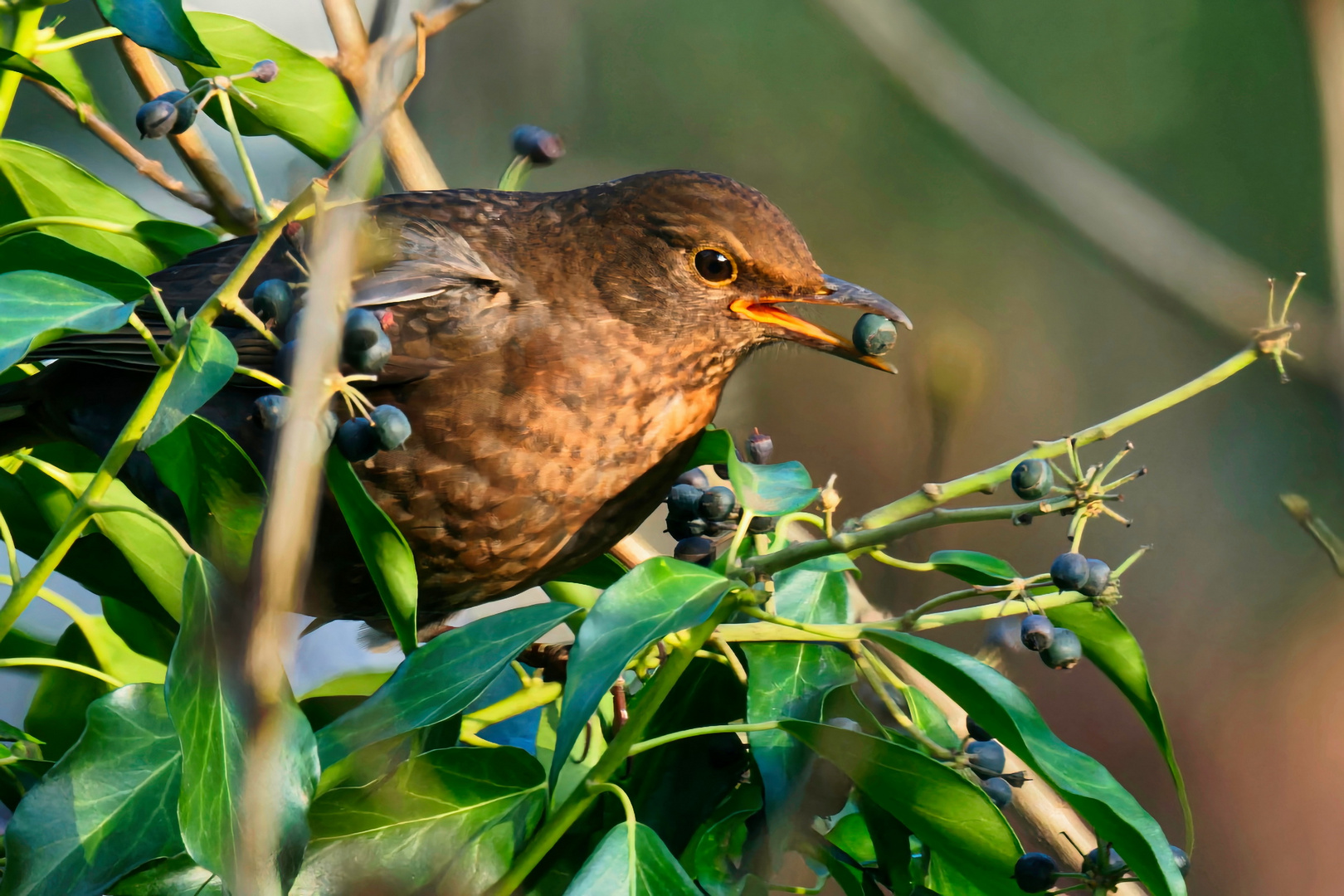 Amsel 