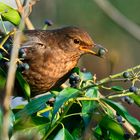 Amsel 