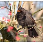 Amsel