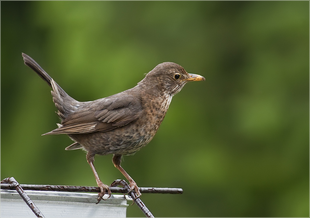 Amsel - ein Mädchen