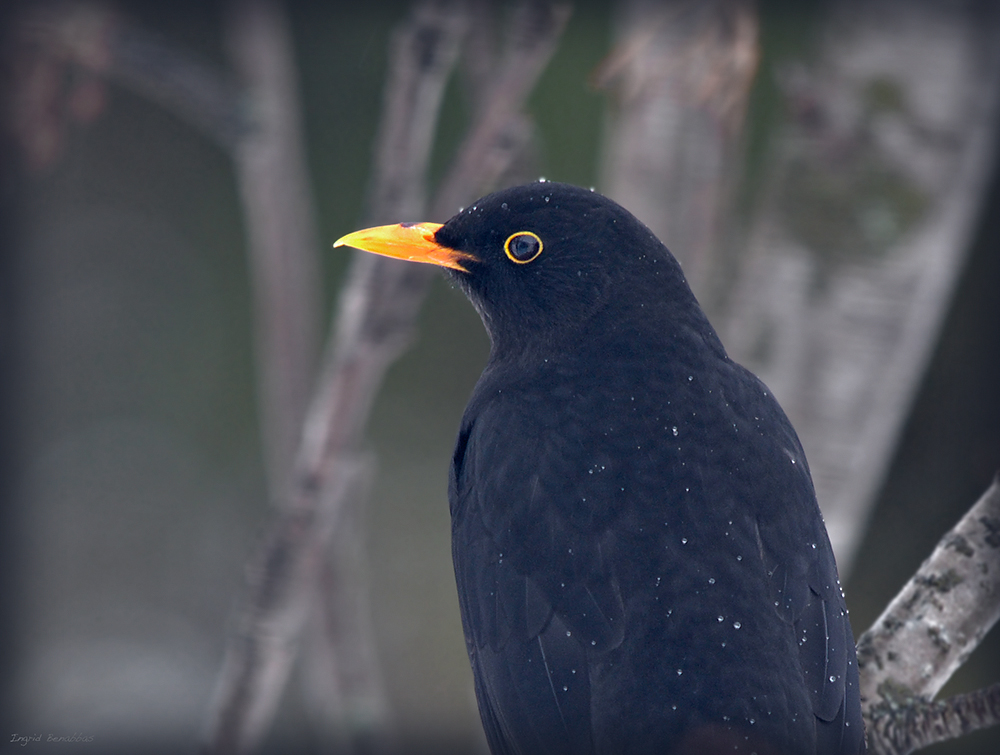 Amsel, eine Zweite