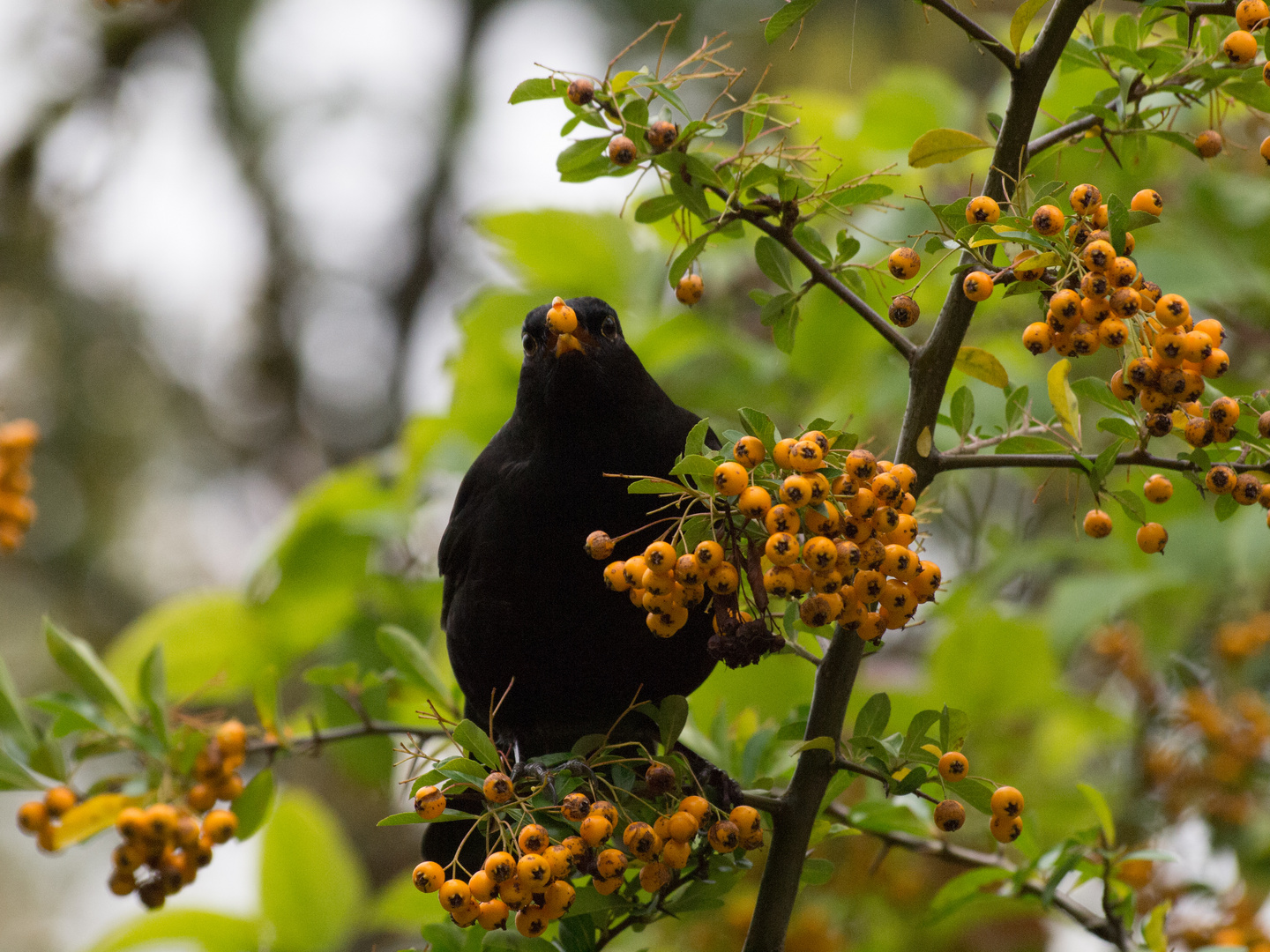 Amsel erntet