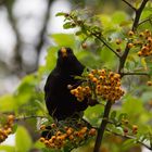 Amsel erntet