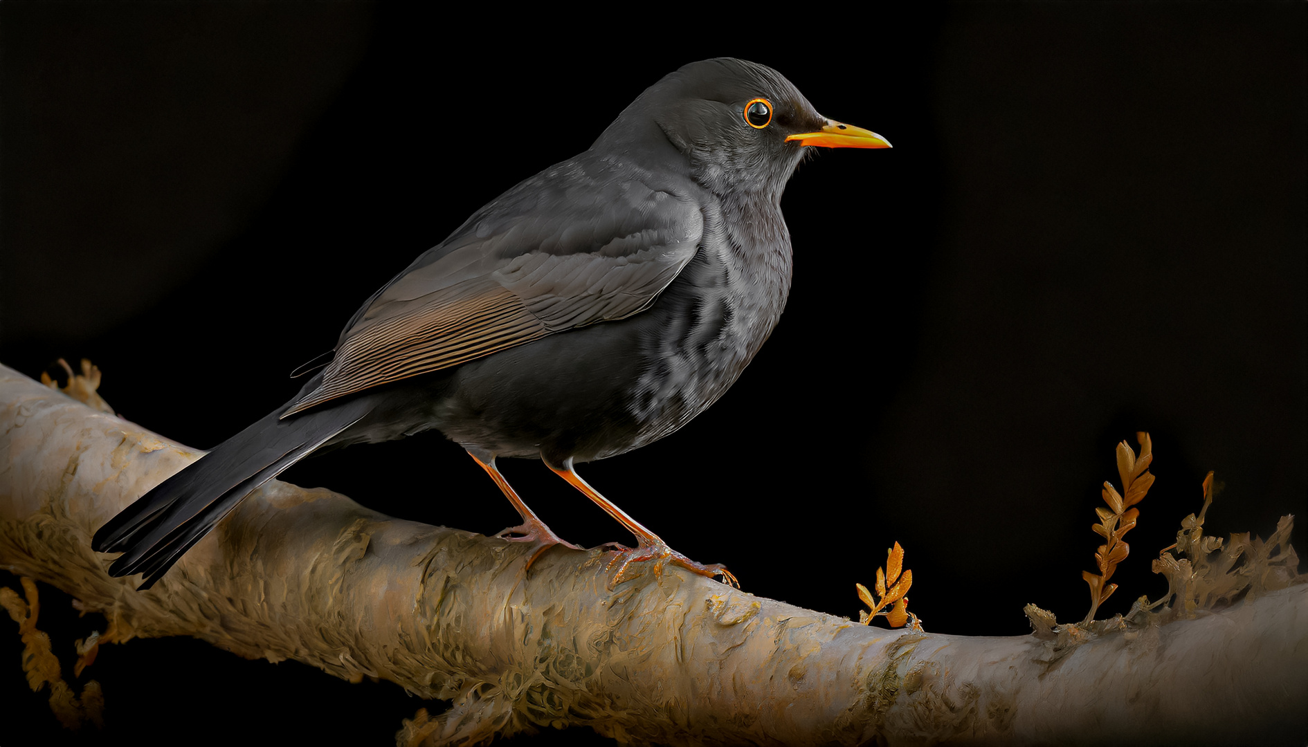 Amsel