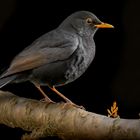 Amsel