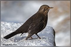 Amsel