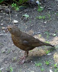 Amsel!