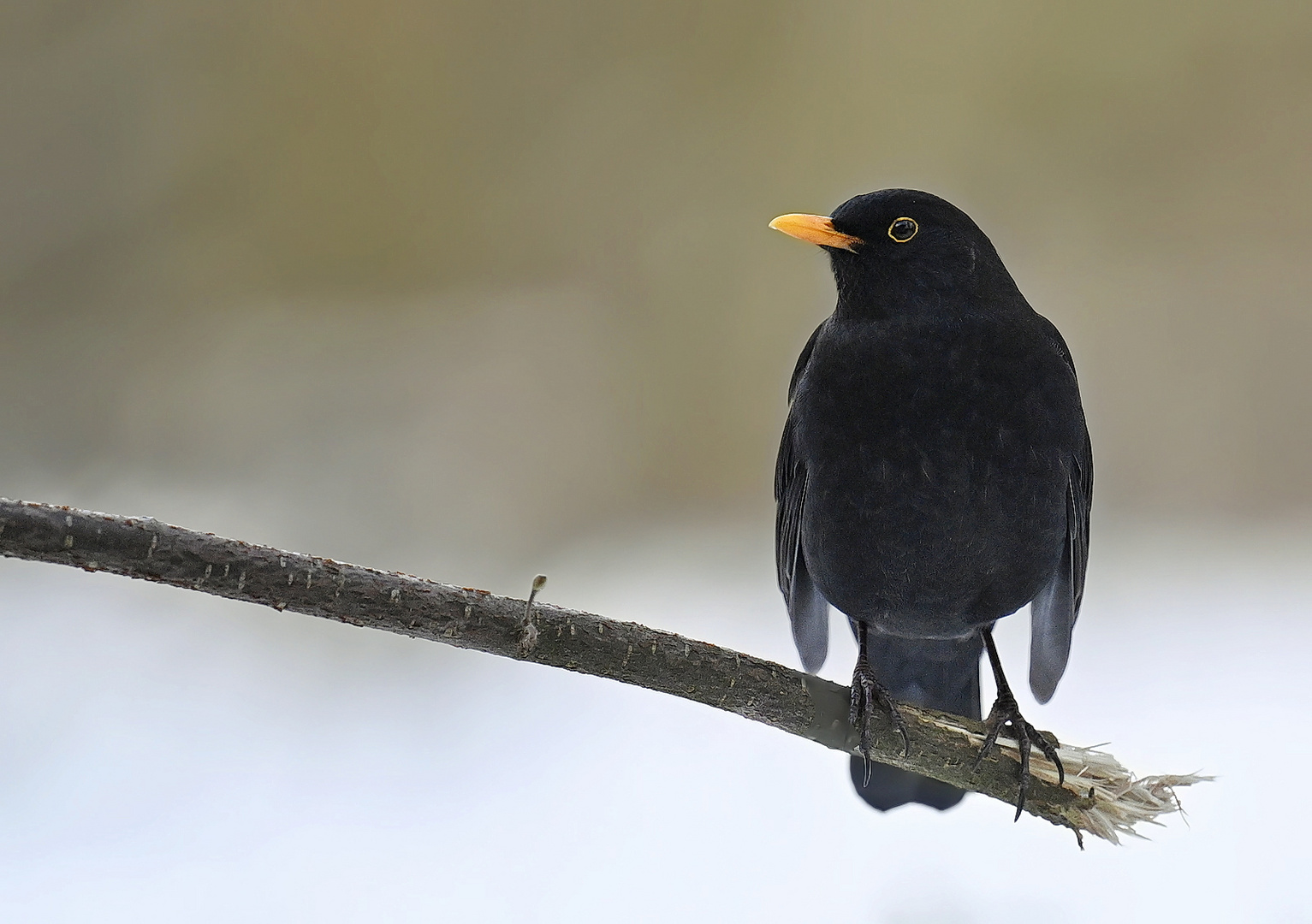 Amsel