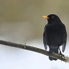 Amsel