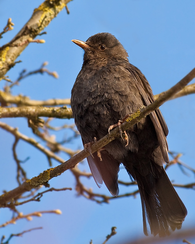 Amsel