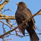 Amsel