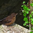 Amsel