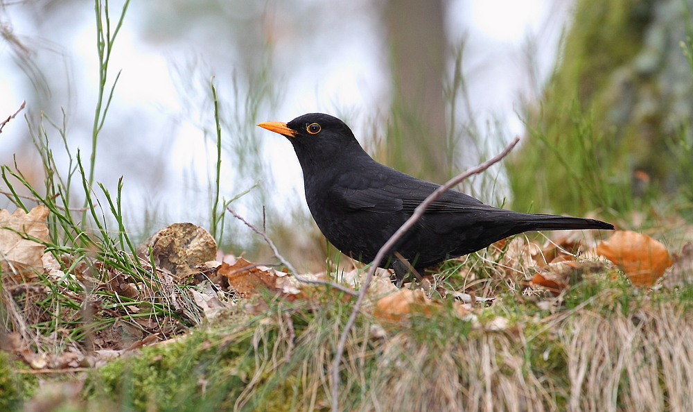 Amsel