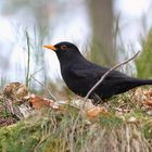 Amsel