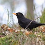 Amsel