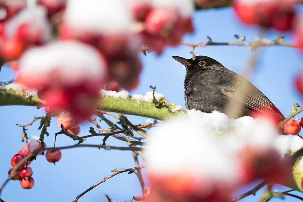 Amsel