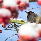 Amsel