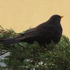 Amsel