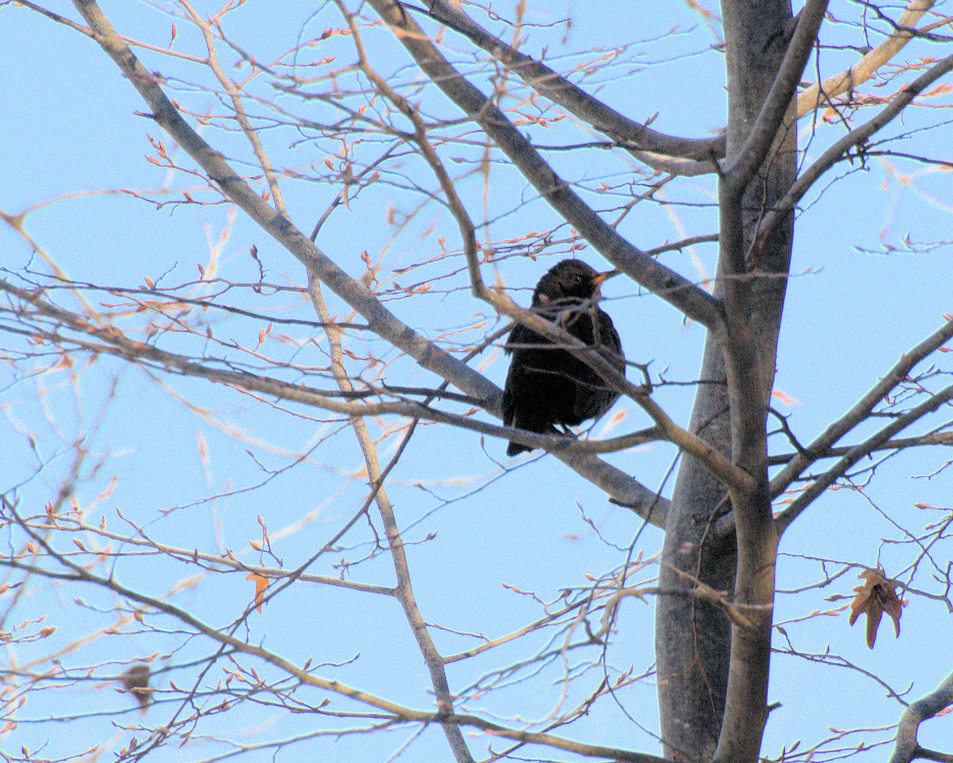 Amsel