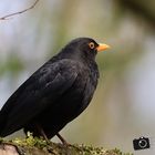 amsel