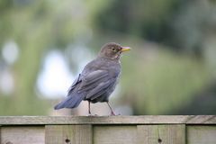 Amsel