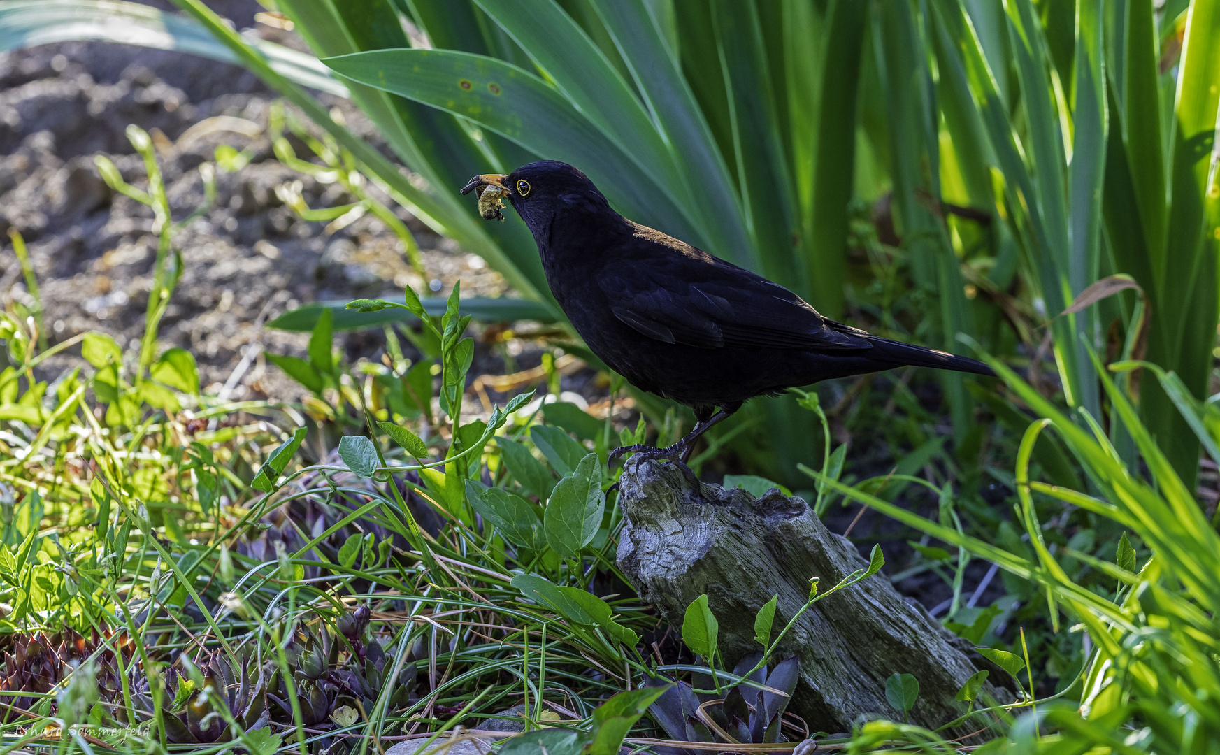 Amsel