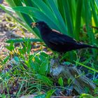 Amsel